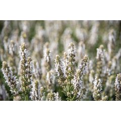 Szałwia omszona 'Salute White'